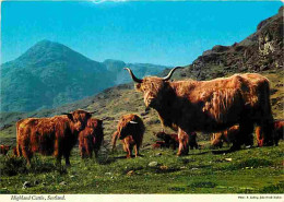 Animaux - Vaches - Ecosse - Scotland - Highland Cattle - Carte Neuve - CPM - Voir Scans Recto-Verso - Vaches