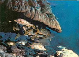 Animaux - Poissons - Djibouti - Féérie Sous-marine Tropicale - Concentration De Gaterin Gaterinus  - Sous Un Corail Pori - Pesci E Crostacei