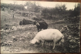 Cpa 24 Dordogne Folklore Tradition BRANTOME La Claperie Les Deux Truffiers "Mérillou Et Bébé" Cochons Chercheurs Truffes - Brantome