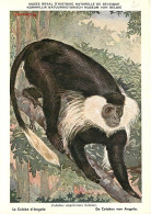 Animaux - Singes - Musée Royal D'Histoire Naturelle De Belgique - Le Colobe D'Angola - Art Peinture Illustration - Carte - Monos