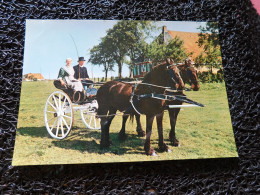 Concours D'attelage à 2 Chevaux   (A16-6) - Pferde