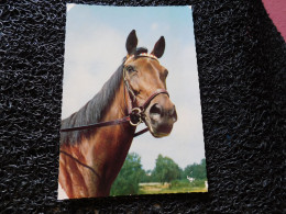 Portrait D'un Cheval Brun   (A16-6) - Pferde