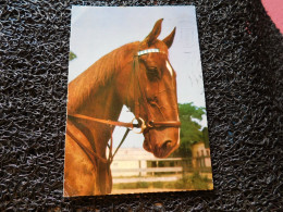 Portrait D'un Cheval Brun   (A16-6) - Pferde