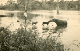 CPSM- CONGO - Un Hippopotame Joue Avec Les Chiens Dans La Rivière DJOUÉ -1955 * 2 Scans - Congo Français