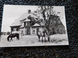 "Ruighenrode", Lochem, 2 Chevaux En Prairie  (A16-6) - Pferde