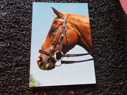 Portrait D'un Cheval Brun   (T20) - Pferde