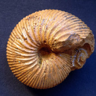 #INDOCEPHALITE KHERAENSIS Ammonite, Jura (Madagaskar) - Fossili