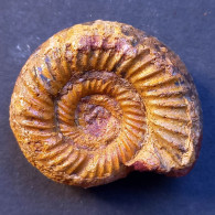#KATROLICERAS CORROYI Ammonite, Jura (Madagaskar) - Fossilien