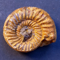 #KATROLICERAS ZITTELI Ammonite, Jura (Madagaskar) - Fossils