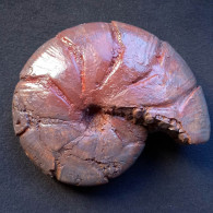 #KITCHINITES ISIKAWAI Ammonite, Kreide (Alaska, Vereinigte Staaten) - Fossielen