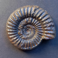 #PERISPHINCYES MUHLBACHI Ammonite, Jura (Alaska, Vereinigte Staaten) - Fossiles