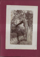 250324 - PHOTO ANCIENNE ARBRE Rupture Tronc - Alberi