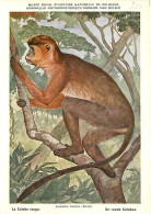 Animaux - Singes - Musée Royal D'Histoire Naturelle De Belgique - Le Colobe Rouge - Art Peinture Illustration - Carte Ne - Monos