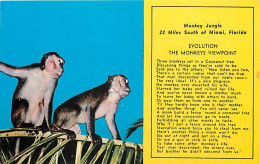 Animaux - Singes - Etats Unis - Monkey Jungle - 22 Miles Soufh Of Miami - Florida - Zoo - CPM - Carte Neuve - Voir Scans - Scimmie