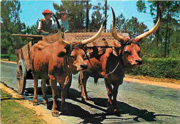 Animaux - Vaches - Portugal - Minho - Carro De Bois Corn Canga Trabalhada - Attelage De Boeufs Avec Une Attache Ornement - Vaches