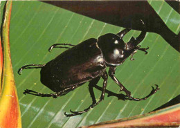 Animaux - Insectes - Megasoma Le Rhinocéros - Faune Des Guyanes - CPM - Carte Neuve - Voir Scans Recto-Verso - Insects