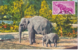 Elephants Avec Un Timbre De Guinea Espagnola - Éléphants