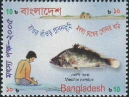 THEMATIC FEEDING:  FISH FORTNIGHT, NANDUS NANDUS   -   BANGLADESH - Alimentazione