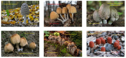 Coprinus, 6 Pocket Calendar Mushrooms Slovakia 2024 - Klein Formaat: 2001-...