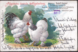 Gest. Helle Brahma Geflügelzeitung 1899, Starker EK 8 Cm - Oiseaux