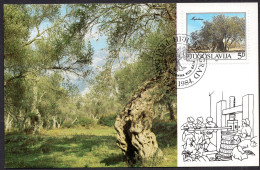 Yugoslavia 1984 -  Old Tree In Mirovica - Montenegro - Bar - Maximum Card - Covers & Documents