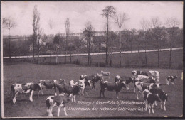 * O-8251 Ober-Eula Bei Deutschenbora Rittergut Ostfriesenvieh - Meissen