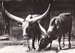 Parc Zoologique De Paris Boeuf Watusi - Vaches