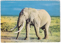 Faune Africaine Éléphant - Éléphants