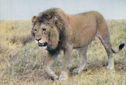 Faune Africaine Lion - Jirafas