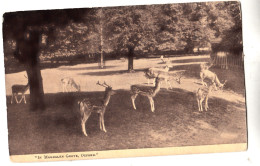 CK78. Vintage Postcard. Deer In Magdalen Grove, Oxford. - Oxford