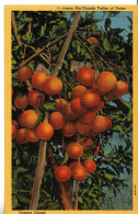 CK60. Vintage US Postcard. Orange Cluster. Lower Rio Grande Valley Of Texas - Bäume