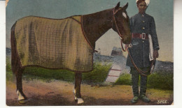 CK10. Vintage Indian Postcard.  Horse With An Indian Syce, Horseman Or Groom. - Pferde