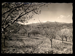 66 - CERET - LES CERISIERS EN FLEURS AU MOIS DE MARS - Ceret