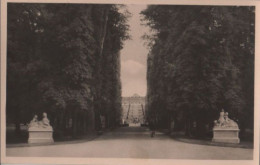 54432 - Potsdam - Im Park Von Sanssouci - Ca. 1955 - Potsdam