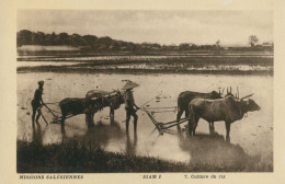 SIAM - Missions Salésiennes - Culture Du Riz - TTB - Thailand