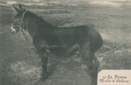 LA PANNE - Mulet De Pecheur - TTB - De Panne