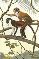 Animaux - Singes - Cercopithèques Moustac (en Haut) Et Diane - Types De Petits Singes Des Forêts Africaines - Editions B - Scimmie