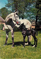 Animaux - Chevaux - Pouliche Et Son Poulain - Etat Pli Visible - CPM - Voir Scans Recto-Verso - Pferde