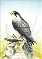 CM/MK Blanco** - Faucon Pèlerin / Slechtvalk Studie / Wanderfalkenstudie / Peregrine - BUZIN - Eagles & Birds Of Prey