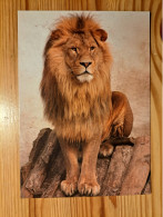 Postcard Hungary - Lion - Leones