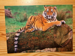 Postcard Hungary - Tiger - Tigers