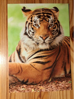 Postcard Hungary - Tiger - Tigres