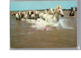 EN CAMARGUE - Une Manade De Chevaux Cheval Blanc Sauvage Horse - Pferde