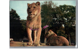 Réserve Africaine Du Château De THOIRY Zoo - Des LION Et LIONNE  - Lions