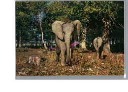 Réserve Africaine Du Château De THOIRY Zoo - Elephant  - Elephants