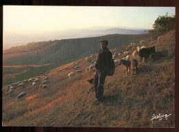 ELEVAGE  La TRANSHUMANCE Photo François GOHIER édition CIM Carte Rare - Viehzucht