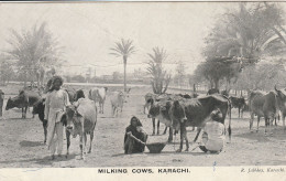 Pakistan Milking Cows Karachi édition R Jalbhoy - Pakistán