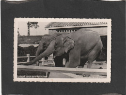 128145           Vietnam,   Elephant   Jardin  Botanique  Saigon,    NV(scritta) - Elefanten