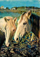 Animaux - Chevaux - Camargue - Un Tendre Flirt - Chevaux Dans Les Marais - CPM - Voir Scans Recto-Verso - Chevaux