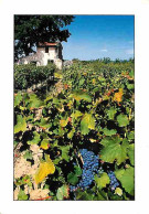 Vignes - Arrière-Pays Méditerranéen - Vigne Et Cabanon - Flamme Postale De -  Béziers - CPM - Voir Scans Recto-Verso - Vigne